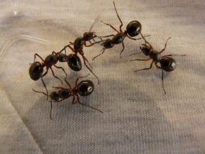 wood-ant-queens-3254_640